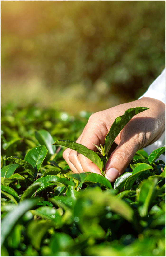 new – The Quality Tea Company, Inc.